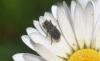 357739 – Photo : Numayta – France (68)